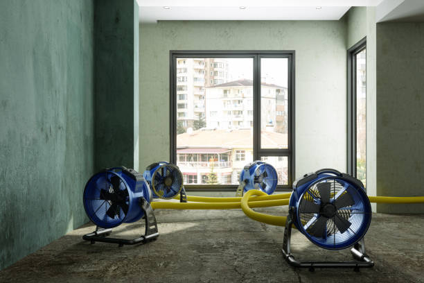 Best Mold removal after water damage  in Centerton, AR